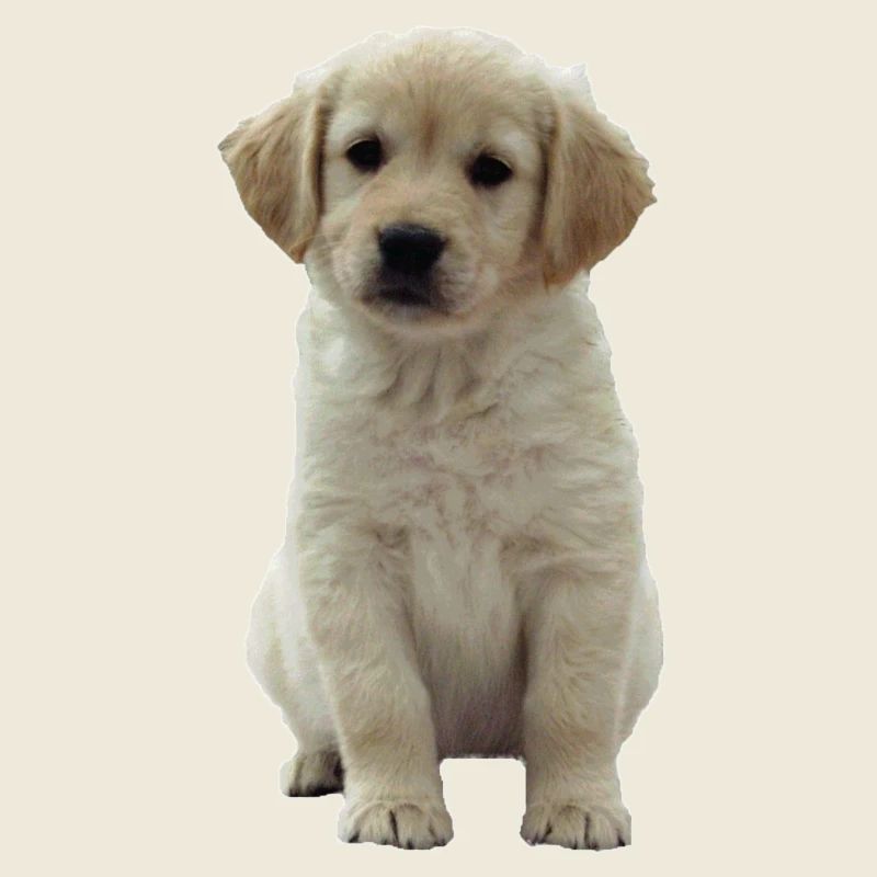 Golden Retriever Welpe Niki