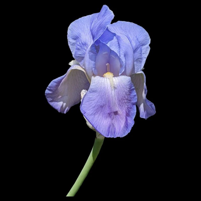 Superbe iris bleu