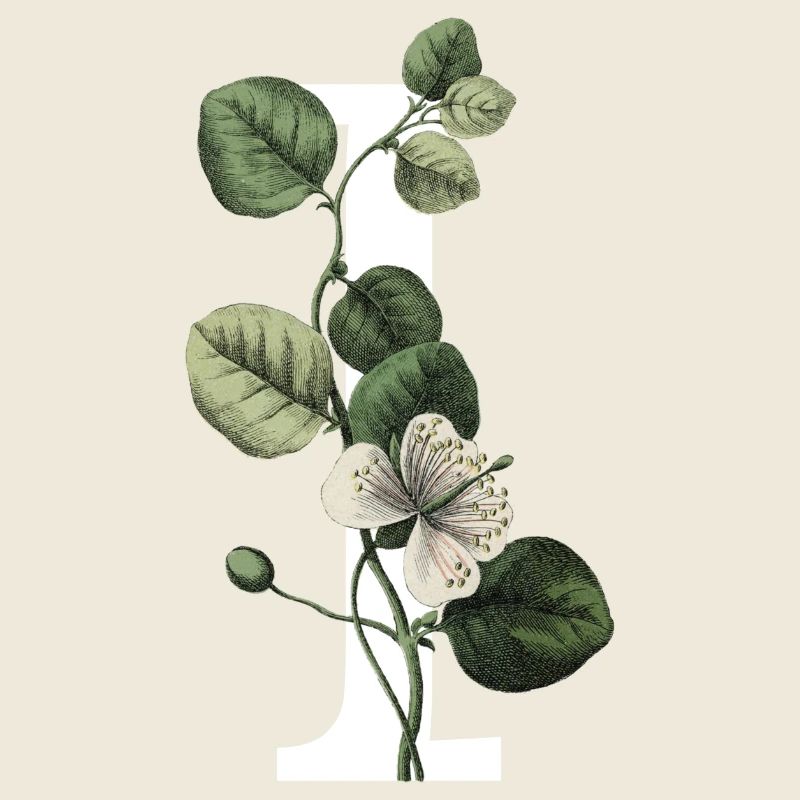 Letter I Green Botany