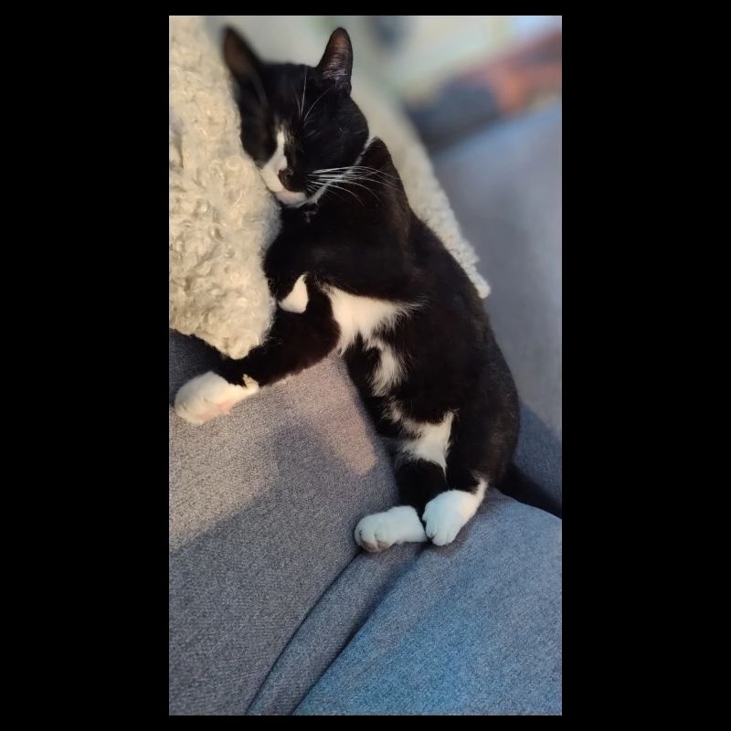 TUXEDO CAT SLEEPING