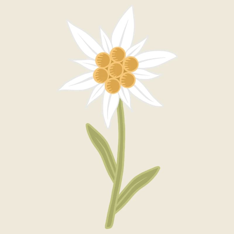 Fleur d’edelweiss