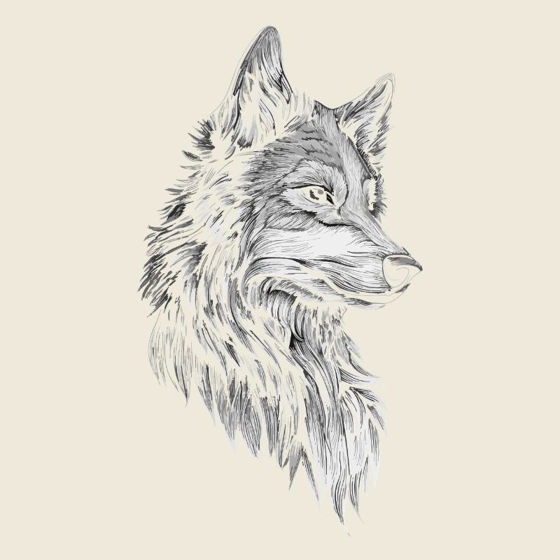 Wolf Kopf Realistisch