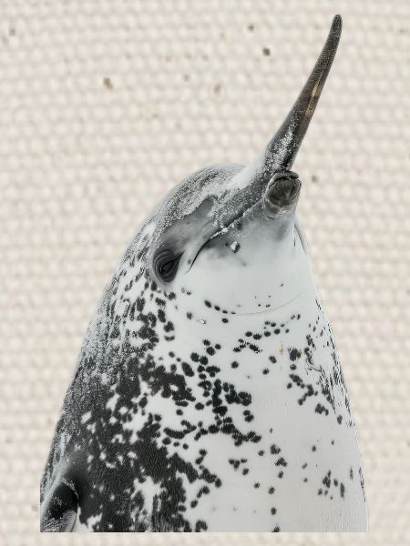 Narval