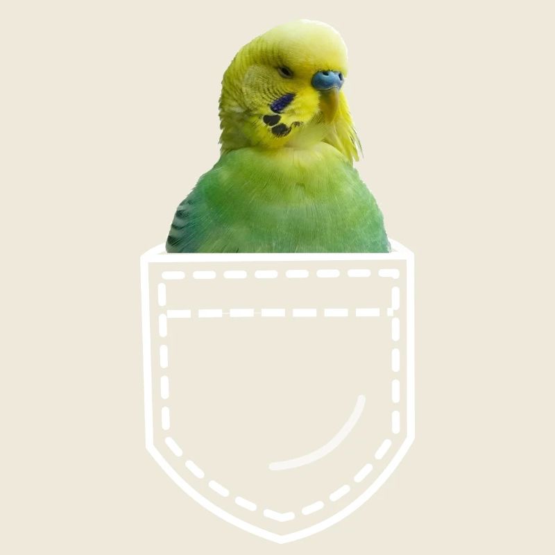 Bird budgie