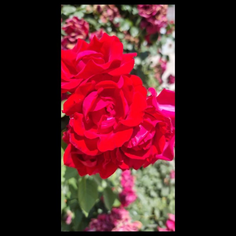 Rosa Rossa