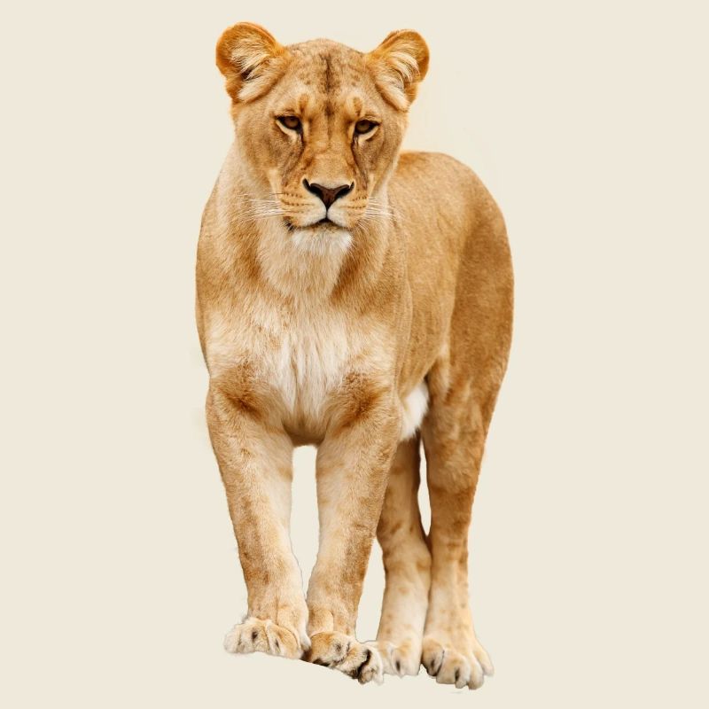 Löwin