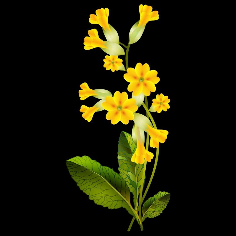 Key flower with bright flowers in spring