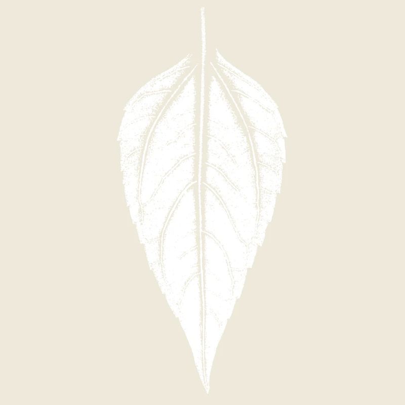Feuille de topinambour - BLANC