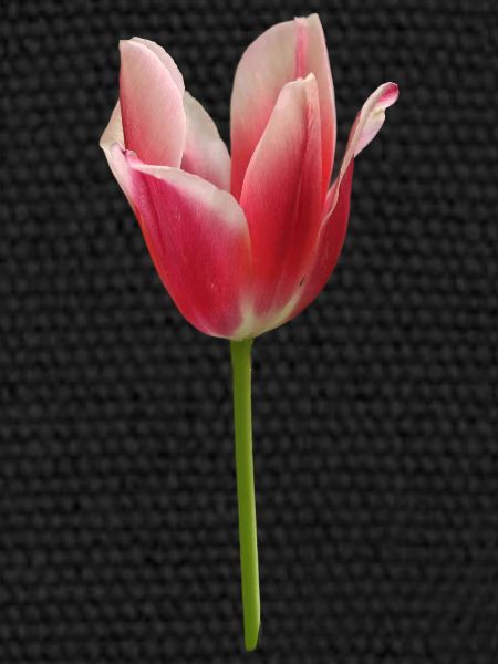 tulipe rose