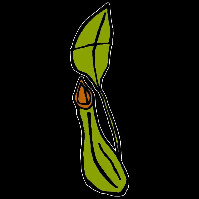 Carnivorous Plant Fly Pitcher Plant