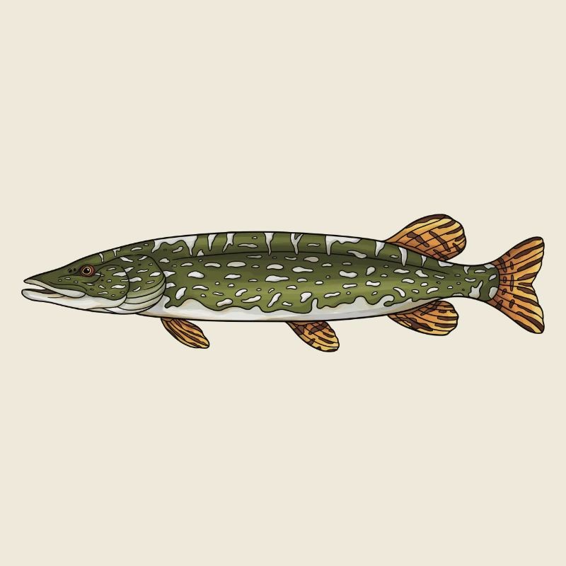 Conception de la pêche aux poissons prédateurs brochets