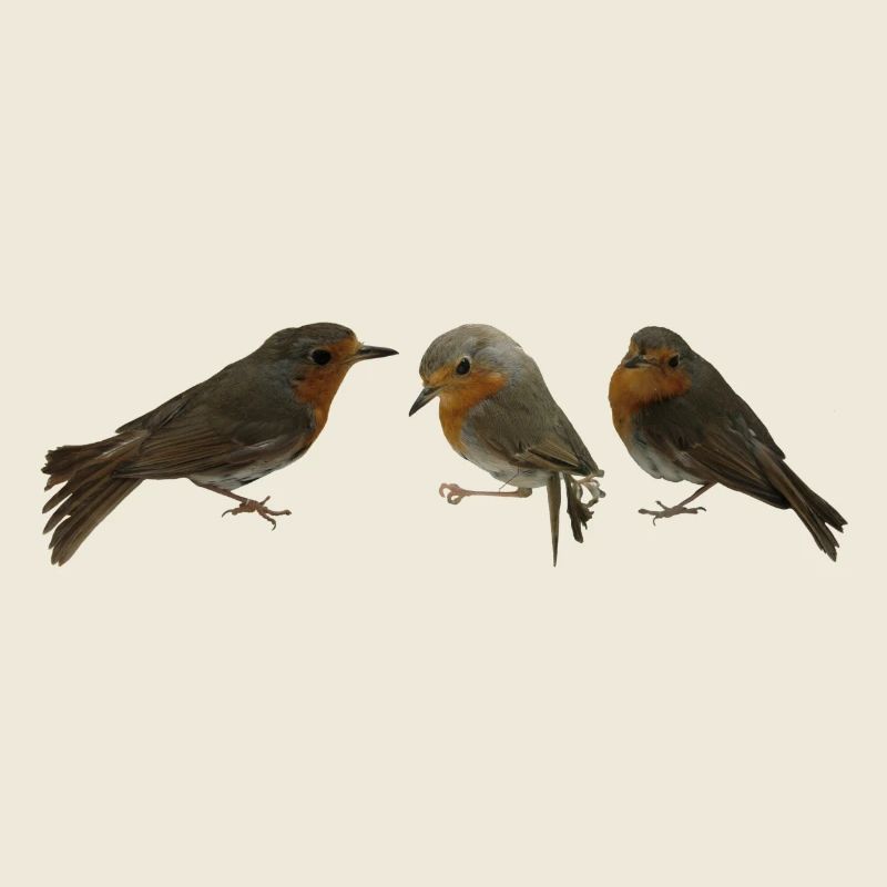 three robins