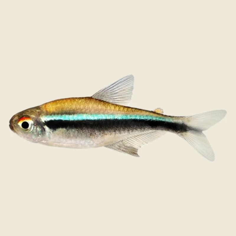 Schwarzer Neon, Hyphessobrycon herbertaxelrodi, DN