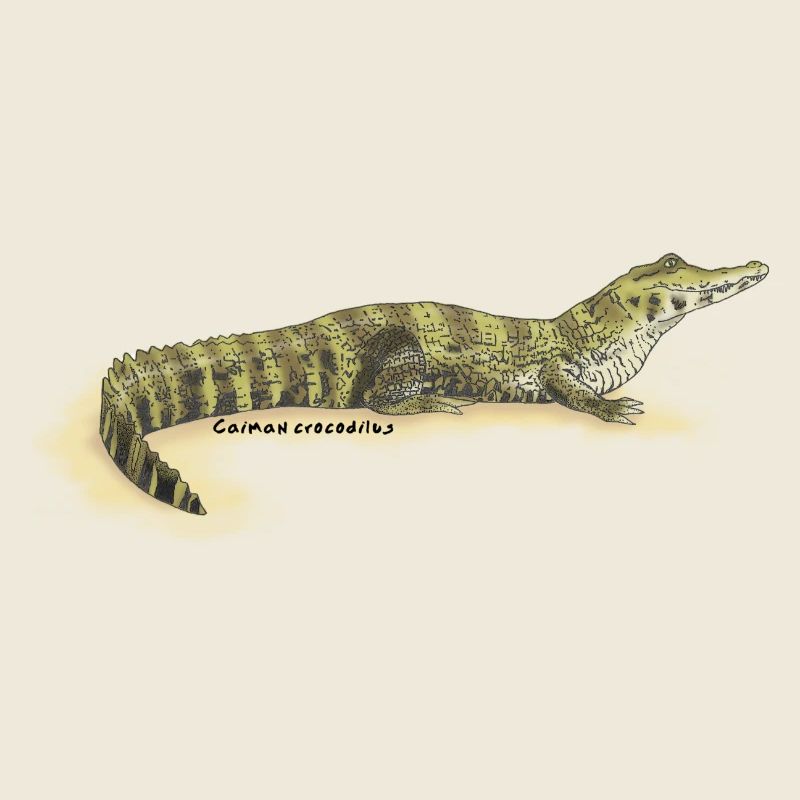 Baba (Caiman crocodilus)