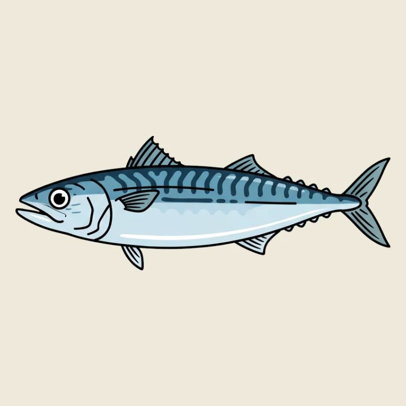 Pêche au maquereau