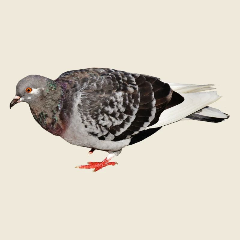 pigeon