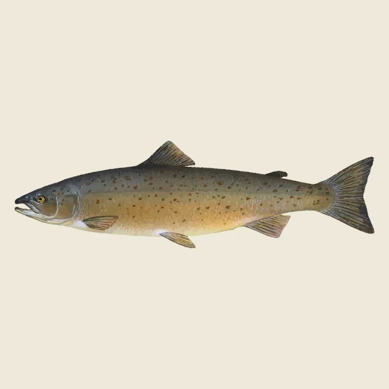 saumon