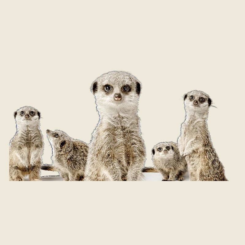 Erdmännchen Familie