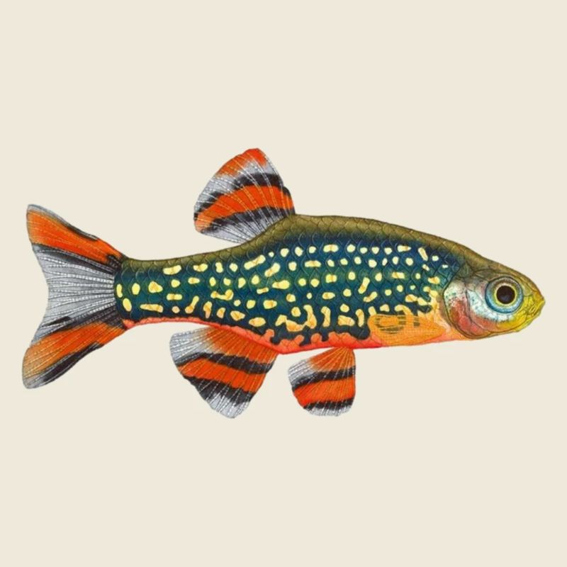 Galaxy Rasbora , Celestichthys margaritatus, danio