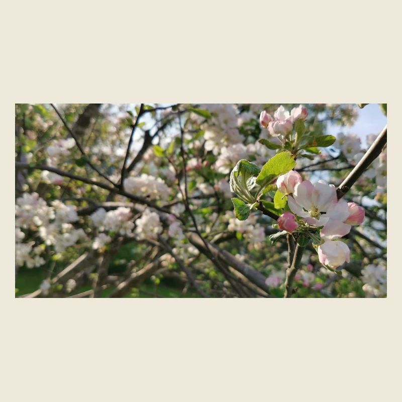 Branches de cerisier en fleurs Printemps