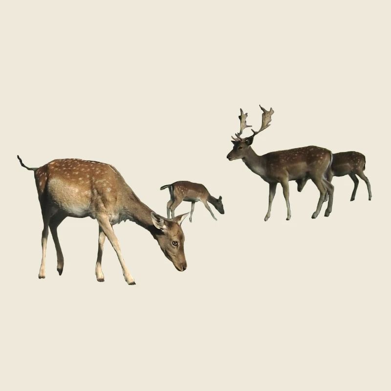 Damwild