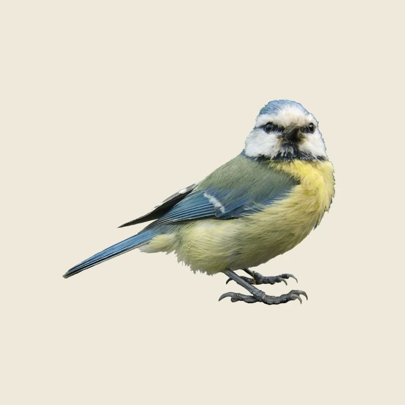 Bleu oiseau
