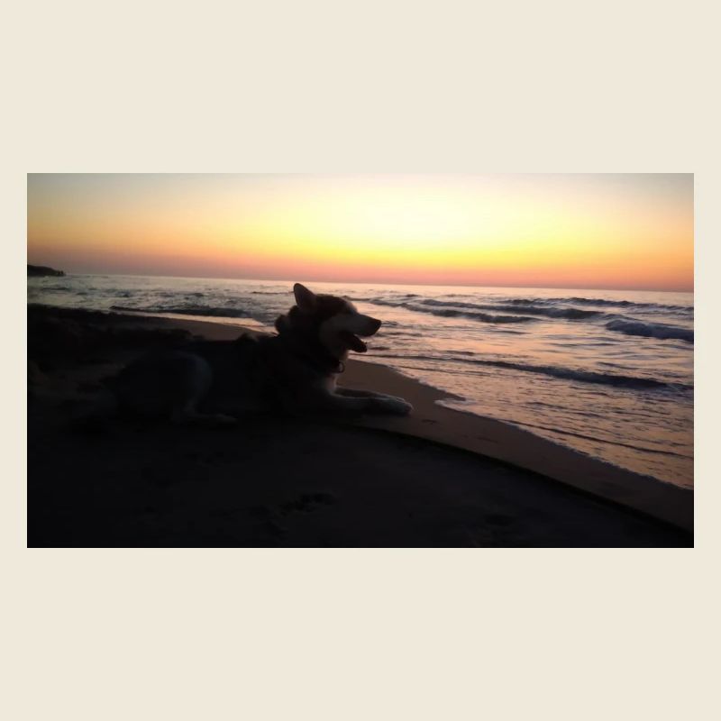 Chien sur la plage coucher de soleil