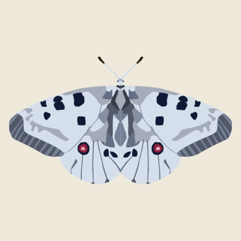 Schmetterlinge: Der rote Apollo