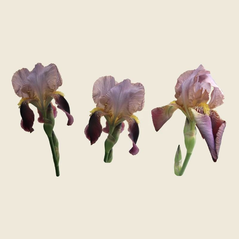 Iris