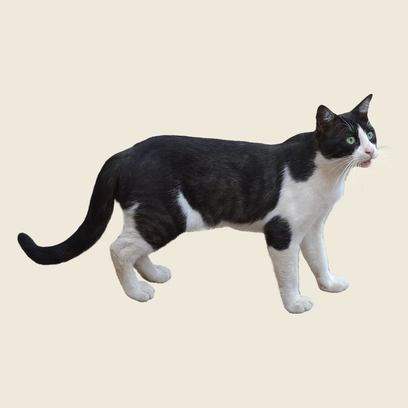 chat chat