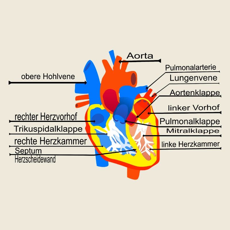 Anatomisches Herz, Cor,