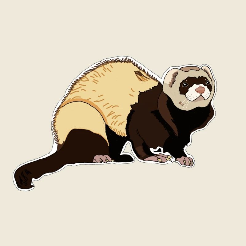 Ferret