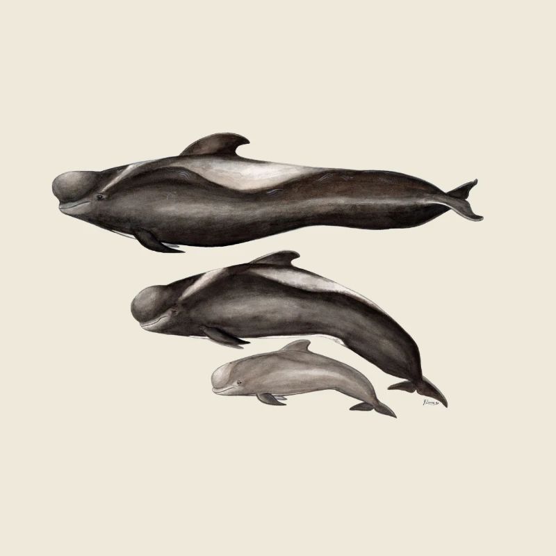 Grindwal - gerippte - globicéphale