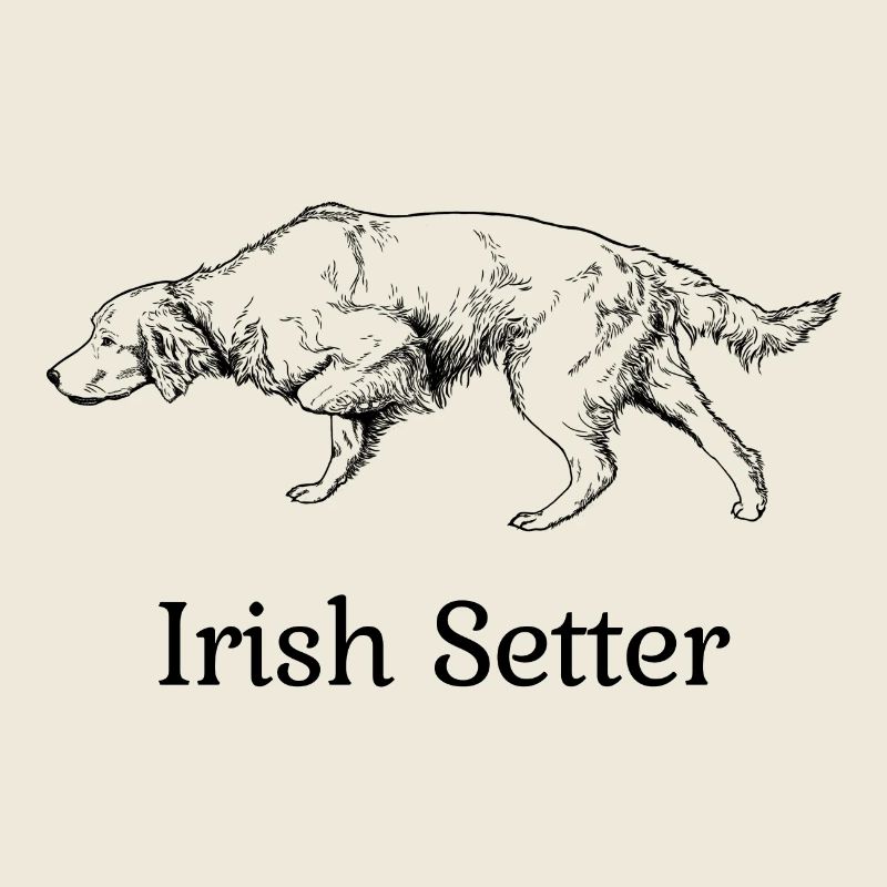 Irish Setter ci-dessus