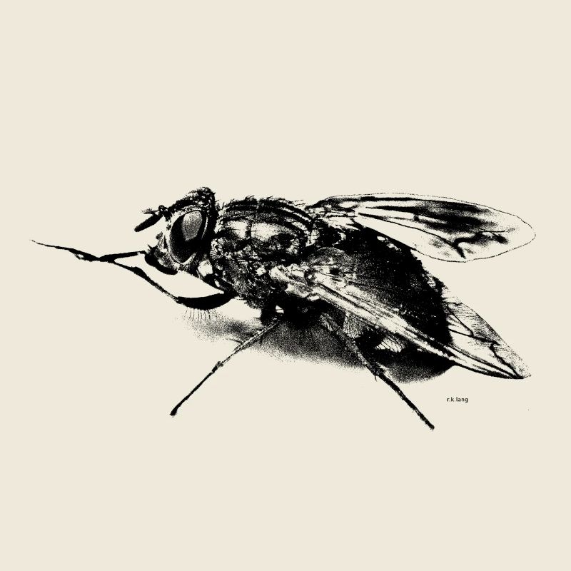 The fly