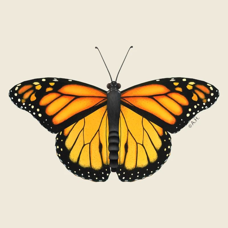 Ailes de soleil du papillon monarque