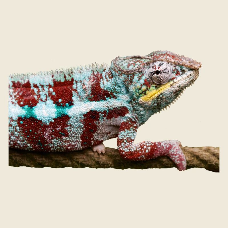 Caméléon