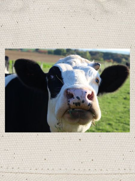 Affiche vache