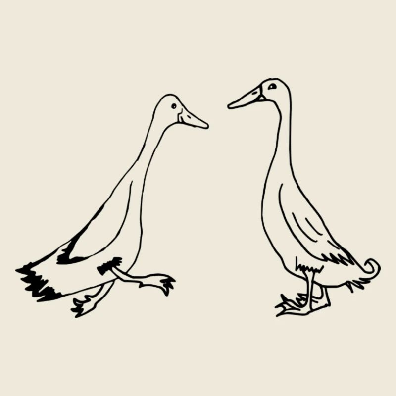 Canards coureurs, canards coureurs canards drôles
