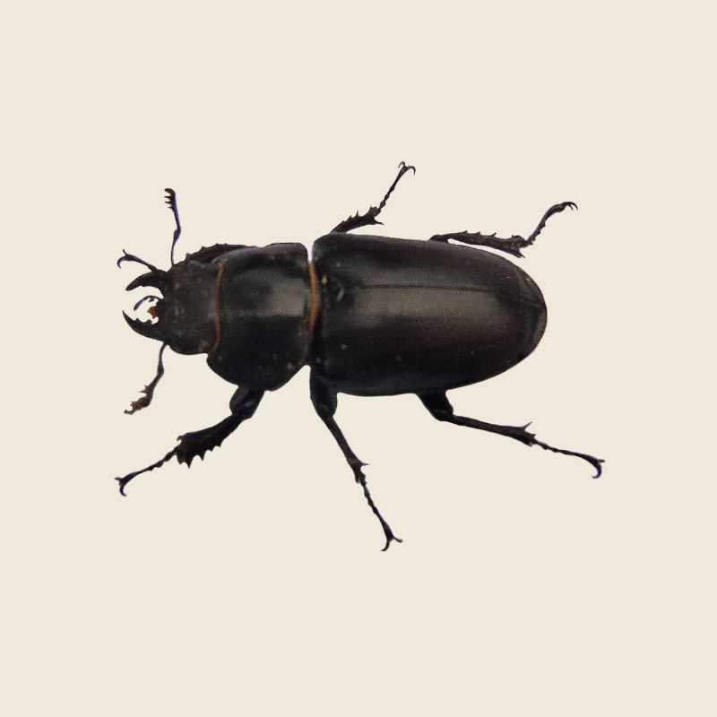 Hirschkäfer Weibchen