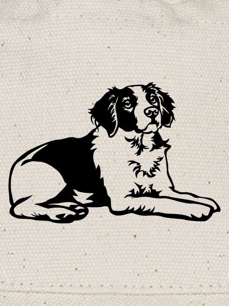 Epagneul Breton