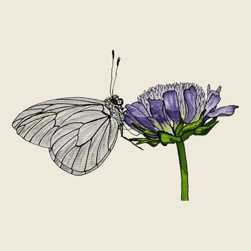 Papillon Fleur Arbre Blanc Entomologiste