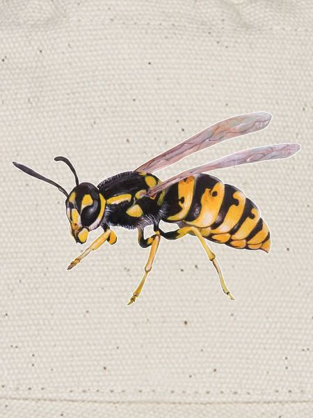 Wasp