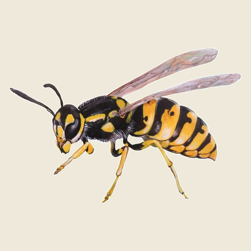 Wasp