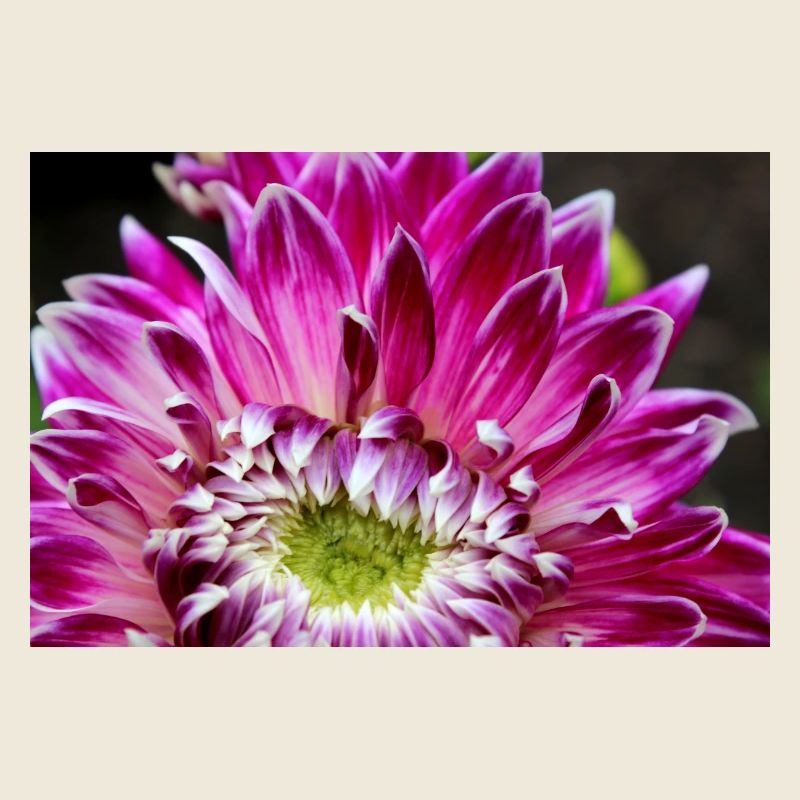 fleur de dahlia rose fleur rose affiche