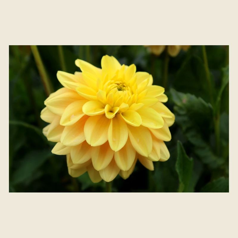 Dahlia fleur jaune, fleur