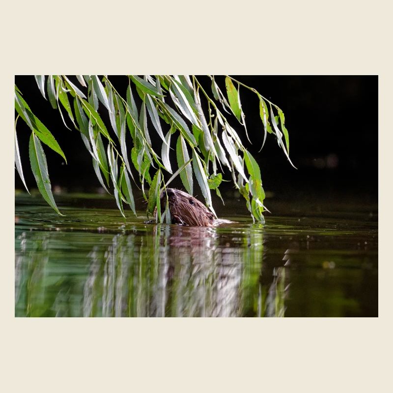 000_0762_DxO - Beaver Feeding on Willow Branches