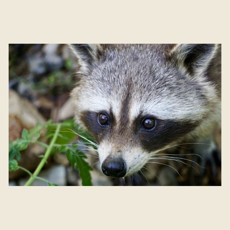 Raccoon