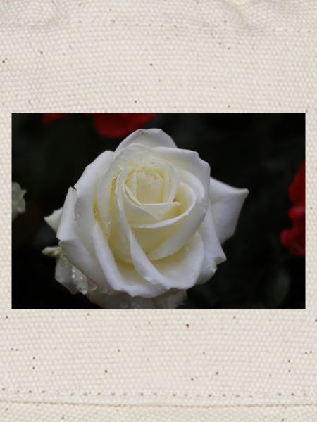 rose blanche