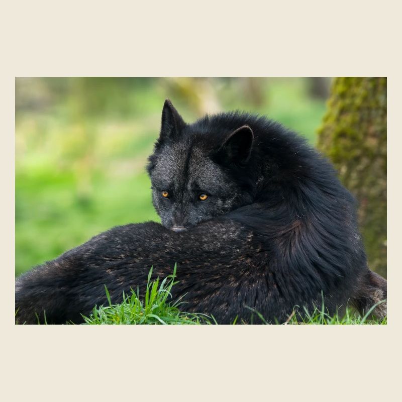 Black wolf at rest